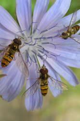 Schwebfliegen auf Wegwarte