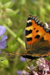 Kleiner Fuchs auf wildem Oregano