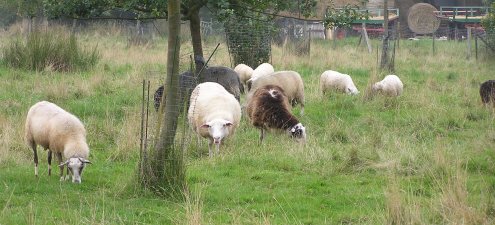 Schafe auf der Obstwiese